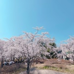 고대 벚꽃 | 오르비 고대 벚꽃 - 오르비