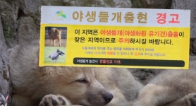 요즘 들개가 보이지 않는 이유 | 오르비 요즘 들개가 보이지 않는 이유 - 오르비