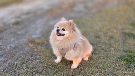 우리집 강아지 | 오르비 우리집 강아지 - 오르비