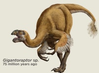 Heres What Feathered Dinosaurs Looked Like - Core77 Heres What Feathered Dinosaurs Looked Like  - Core77