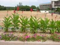 학교4-H동아리