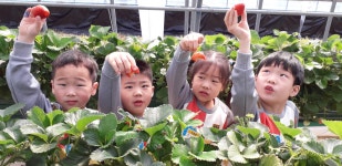 사랑반 앨범<교육활동<유치원<청룡초등학교 청룡초등학교