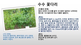 바람의 언덕<꿈자람숲<감물특색<감물초등학교 감물초등학교