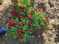 행복숲정원앨범<행복정원<행정초등학교 행정초등학교