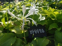 행복숲정원앨범<행복정원<행정초등학교 행정초등학교