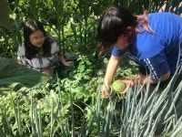 주식회사 자람씨네텃밭 | 초록텃밭<꿈자람숲<학생마당<연구학교<감물초등학교 감물초등학교