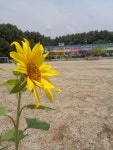 2019<사진공모전<특색교육<심천초등학교 심천초등학교