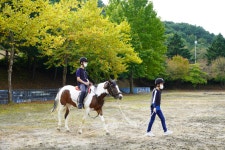 힐링승마<방과후학교<방과후학교<수안보초등학교 수안보초등학교