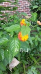 우리 학교에 피는 꽃<우리들마당<부안초등학교 부안초등학교