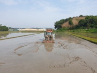 유기농쌀
