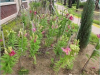 칭찬합니다<열린마당<전주풍남중학교 전주풍남중학교