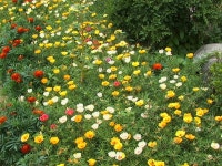 학교앨범<열린마당<원광여자고등학교 원광여자고등학교