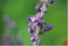 라온정원의 꽃<알림마당<무거초등학교 무거초등학교