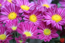 라온정원의 꽃<알림마당<무거초등학교 무거초등학교