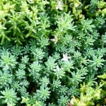 제주도 서귀포 독채민박 🍎사과나무집민박🍎 | 정원에서 귤이 열심히... | Instagram Instagram의 제주도 서귀포 독채민박 🍎사과나무집민박🍎님... 