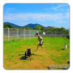 Animal Star Field on Instagram