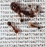 Team identifies new social chromosome in the red fire ant