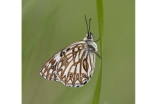 DNA suggests that the diversity of European butterflies could be seriously underestimated
