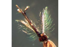 Scientists discover maleness gene in malaria mosquitoes