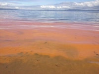 Engineers discover good and bad seawater salt effects on coastal algae