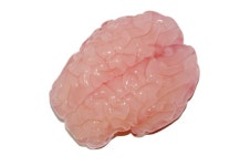 3-D printing confirms physical model of brain folds