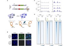 Researchers map human genome in 4-D as it folds
