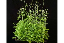 How plants tell time