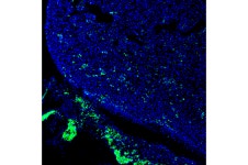 New findings highlight promise of chimeric organisms for science and medicine