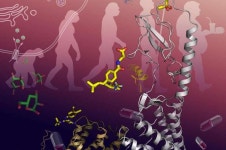 Research consortium produces high-resolution 3-D map of GLP-1R