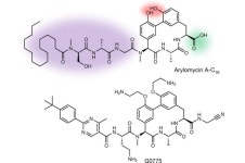 Modified arylomycin found to be effective against drug-resistant bacteria