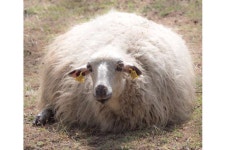 Wool odor could be key to protecting sheep from flystrike
