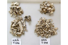 Sexing ancient cremated human remains is possible through skeletal measurements