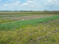 Choosing the right cover crop to protect the soil