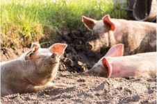 Piggy in the middle: Pig aggression reduced when a bystander pig steps in