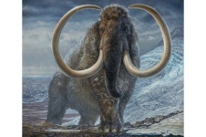 Fossils - Dinosaurs - Ancient Life - Paleontology Thread - Page 70 - Stormfront