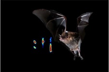 How bat brains listen for incoming signals during echolocation