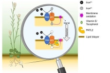 How plants protect themselves from oxidative stress during iron uptake, and why this is also important for humans