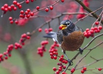 Lost birds and mammals spell doom for some plants