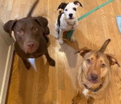 In US, every dog has its... DNA test