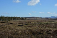 Peatlands were drained for agriculture. Now researchers are trying to restore them