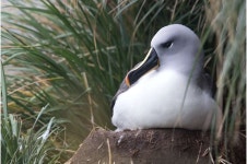 Thick ones, pointy ones—how albatross beaks evolved to match their prey