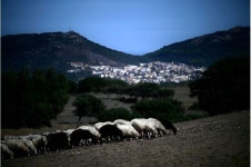 Sardinias sheep farmers battle bluetongue as climate warms