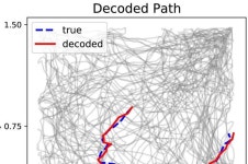 Scientists can tell where a mouse is looking and located based on its neural activity