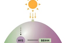 Unlocking the color code: The role of VvBBX44 and VvMYBA1 in regulating grape anthocyanin biosynthesis
