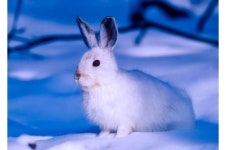 Humans arent the only animals that gather to hunker down together at Christmas