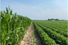 Corn after soy: New study quantifies rotation benefits and trade-offs