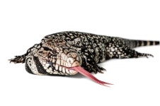 From prehistoric resident to runaway pet: First tegu fossil found in the US