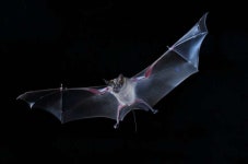 How one species of bat uses its tail to navigate backwards in caves