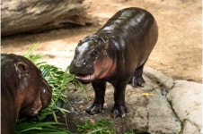 Hippo birthday: Thai internet sensation Moo Deng turns one