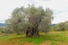 The olive landscape: A nearly 4,000-year-old legacy of human-nature interaction in the Central Mediterranean